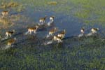0164_Botswana_Maun_Red_lechwe