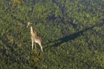 0217_Botswana_Maun_Girafes