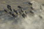 0338_Botswana_Maun_Buffles