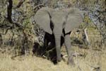 0412_Botswana_Maun_Elephants