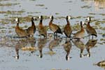 0475_Botswana_Maun_Dendrocygnes_veuf