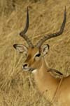 0494_Botswana_Maun_Impala_1