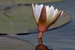 0579_Botswana_Xakanaxa_Nenuphar