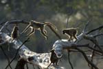 0956_Botswana_Xakanaxa_Babouins