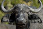 1323_Botswana_Xakanaxa_Buffles
