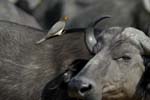 1335_Botswana_Xakanaxa_Buffles_Piqueboeufs_a_bec_jaune_