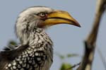 1376_Botswana_Xakanaxa_Calao_leucomele