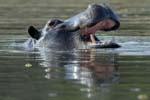 1861_Botswana_Khwai_Hippopotames_1
