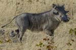 2095_Botswana_Khwai_Phacocheres_1