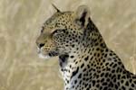 2122_Botswana_Khwai_Leopards_1