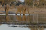 2474_Botswana_Khwai_Elephants