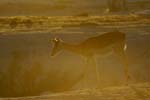 2858_Botswana_Khwai_Impalas