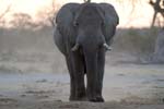 2888_Botswana_Khwai_Elephants