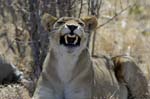 3087_Botswana_Savuti_Lions