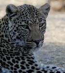 3404_Botswana_Savuti_Leopards_1