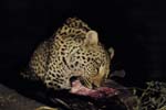 3615_Botswana_Savuti_Leopards