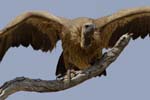 3865_Botswana_Chobe_Vautour_africain_1