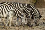 3985_Botswana_Chobe_Zebres