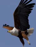 4378_Botswana_Chobe_Aigle_pecheur