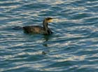 Cormoran060205_LT_087