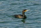 Cormoran_060205_LT_082