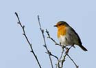 Rouge-gorge_060122_LT_070