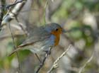 Rouge_gorge_060205_LT_097
