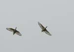 060528_Ibis_400