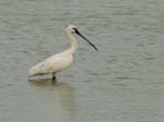 060528_Spatule_008