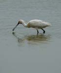 060528_Spatule_148