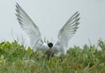 060528_Sterne_204