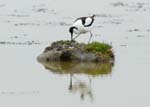 060528_avocette_oeufs_297