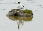 060528_avocette_oeufs_300