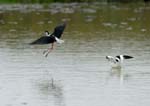 060528_avocettes_093