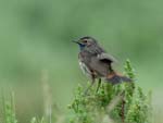 060528_gorgebleue_375
