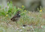 060528_gorgebleue_femelle_395