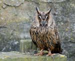 060528_hibou_013