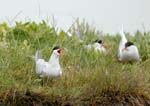 060528_sternes_183