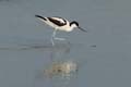 060611_LT_avocette_008