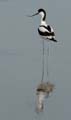 060611_LT_avocette_014