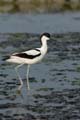 060611_LT_avocette_022