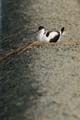 060611_LT_avocette_au_nid_029