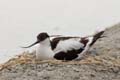 060611_LT_avocette_au_nid_118