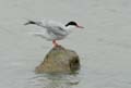 060611_LT_sterne_054