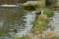 060624_Echasse_04