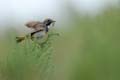 060624_Gorge_bleue_14