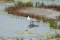 060624_Mouette_04