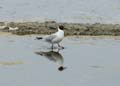 060624_Mouette_13