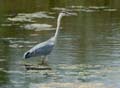 h060625_heron_13