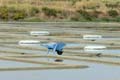 m060624_Salines_04